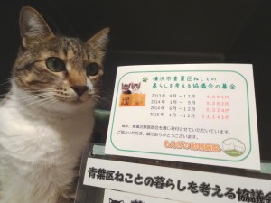 ねこちゃんと募金箱