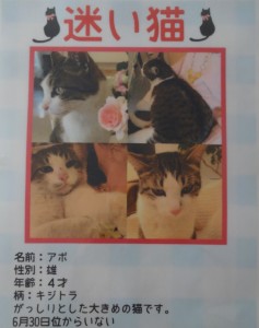 迷い猫