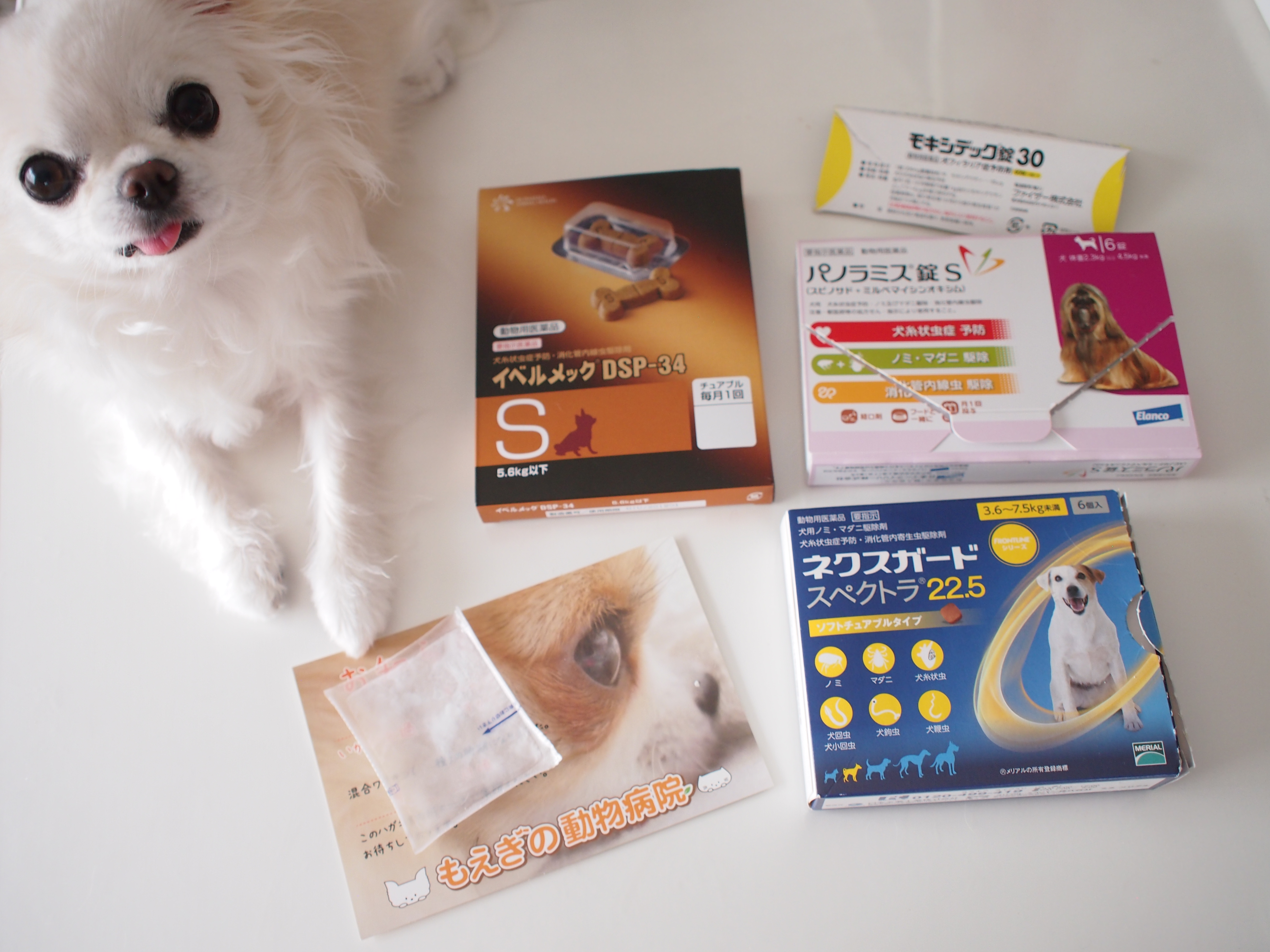 フィラリア検査 狂犬病予防注射 横浜市青葉区 もえぎの動物病院 フィラリア検査 狂犬病予防注射 横浜市青葉区 もえぎの動物病院